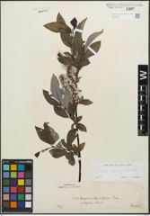 Foto von Salix glabra Scop. x Salix nigricans Sm.